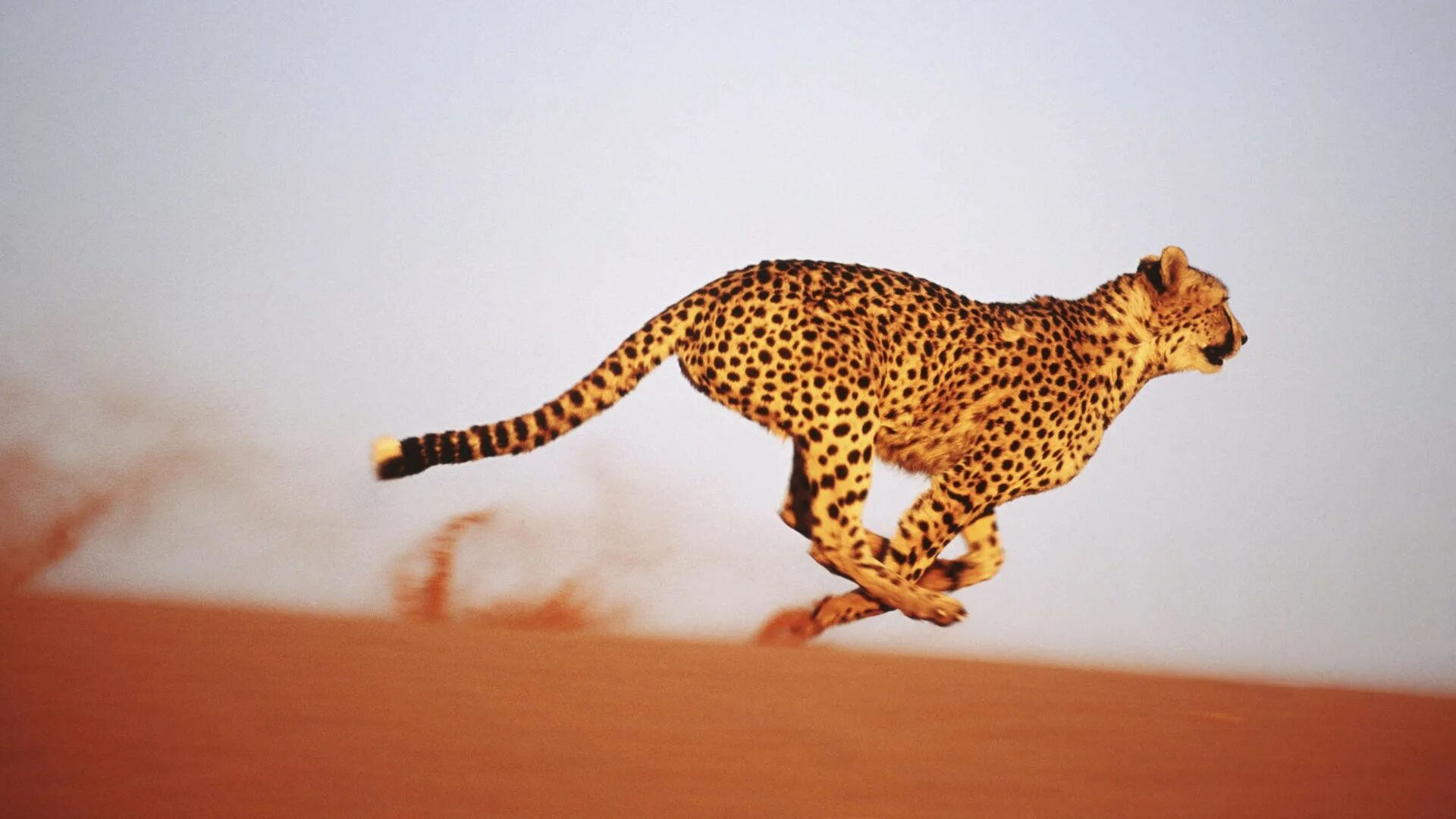 Leopards run runs fast