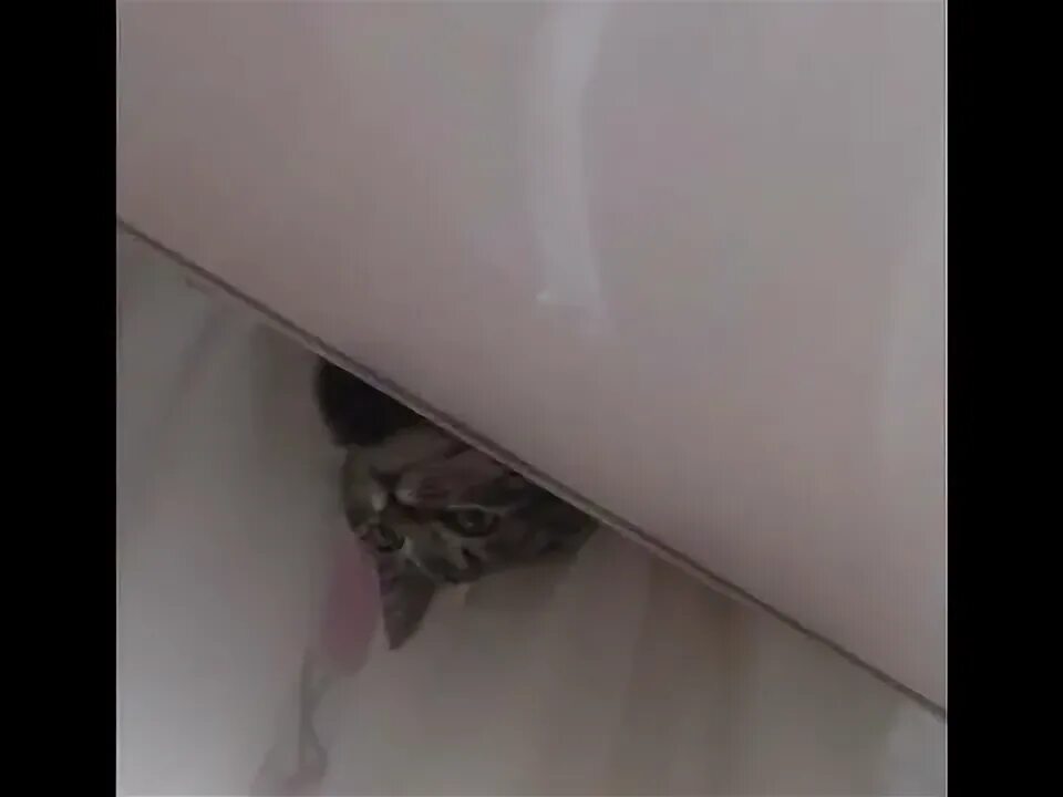 Мыши на потолке. Мышь под натяжным потолком. Мышь под натяжным потолком. Мышь под натяжным потолком. Дыра в натяжном потолке.