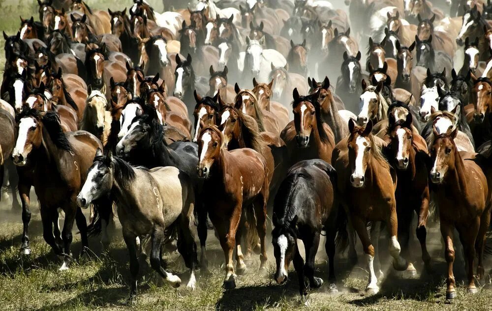 Табунные лошади якутии. Мустанги тройка лошади. Стадо лошадей. Много лошадей. Табун лошадей.