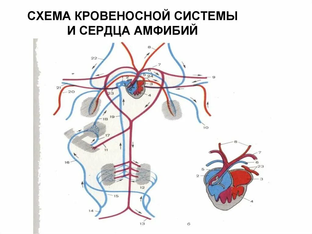 Строение кровеносной системы амфибий схема. Схема кровеносной системы и сердца лягушки. Кровеносная система земноводных схема. Схема кровеносной системы лягушки артериальная.