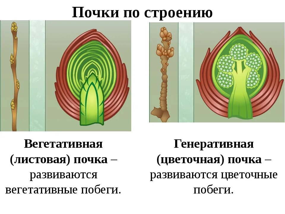 Изображение генеративной почки. Строение почек растений вегетативная и генеративная. Вегетативная почка и генеративная почка. Строение вегетативной почки растения. Строение генеративной цветочной почки.