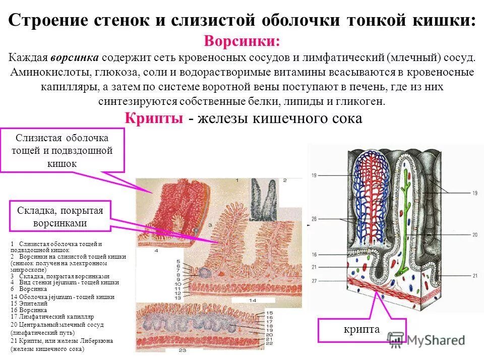 Тонкий кишечник строение анатомия. Тонкая кишка кишечная ворсинка. Кишечная ворсинка это. Кишечная ворсинка это. Кишечная ворсинка это.