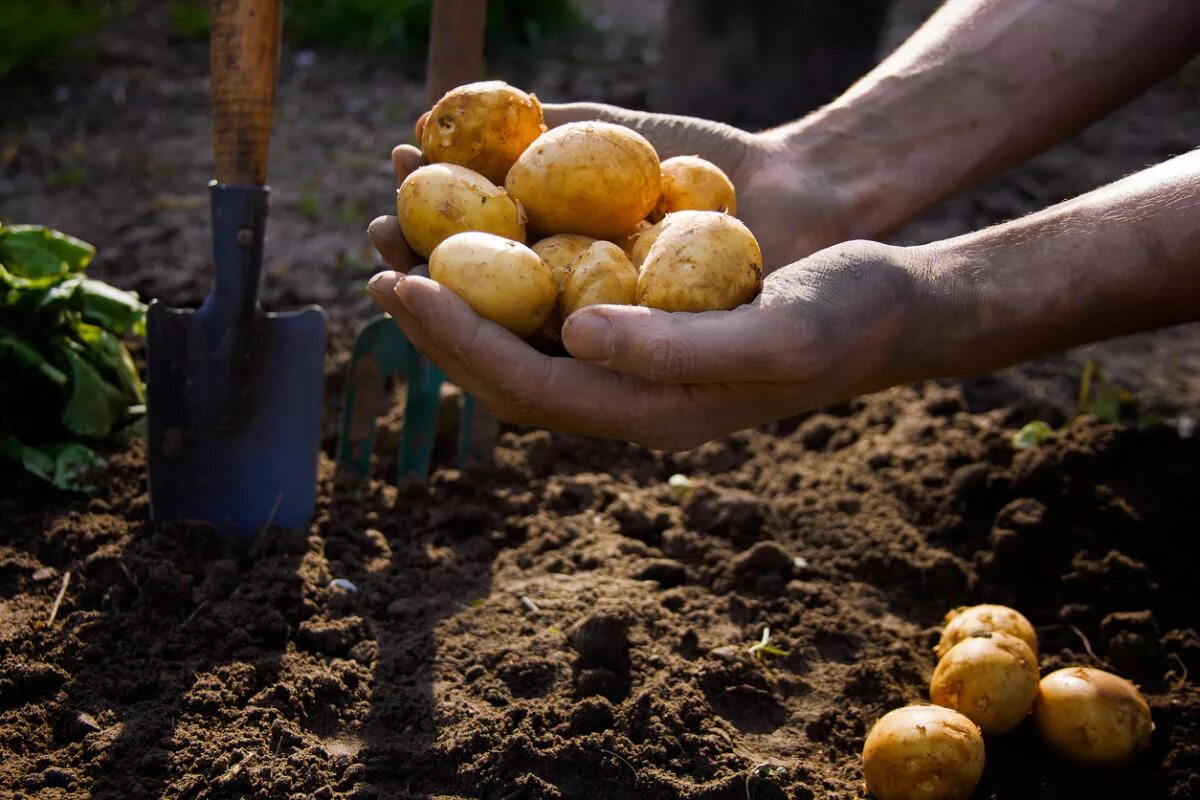 Почва урожай картофеля. Картошка в огороде. Картошка на грядке. Посадка картофеля. Сажать картошку.