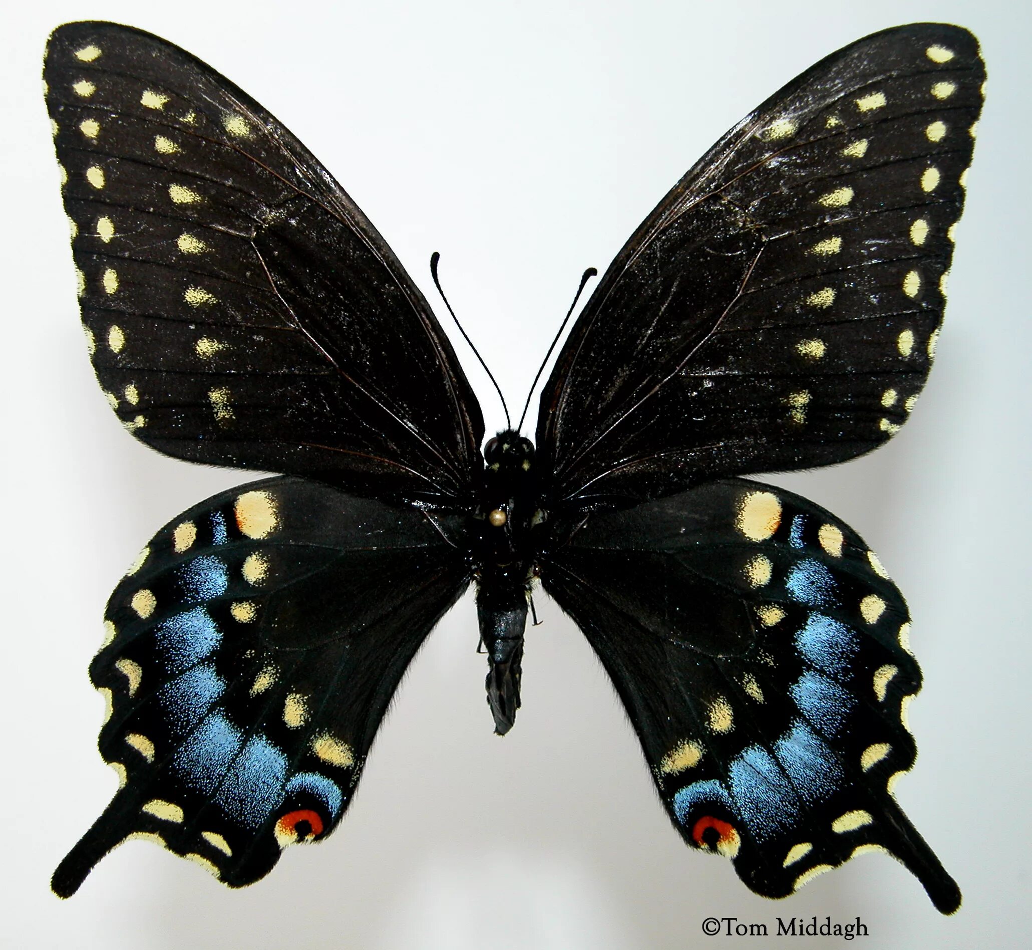 Papilio Polyxenes бабочка. Papilio xuthus бабочка. Black Swallowtail бабочка. Papilio Toilus. Бабочка черный рынок