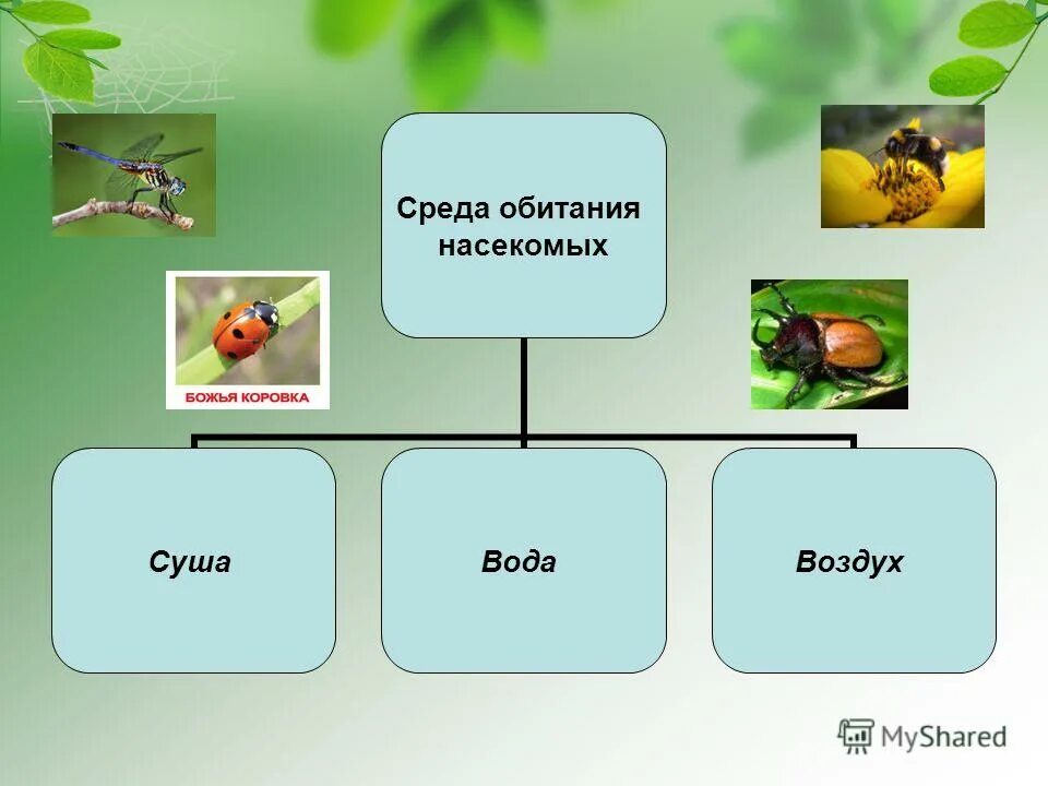 Какие среды обитания освоила груша. Среда обитания насекомых. Класс насекомые среда обитания. Среда обитания для детей. В каких средах обитают насекомые.