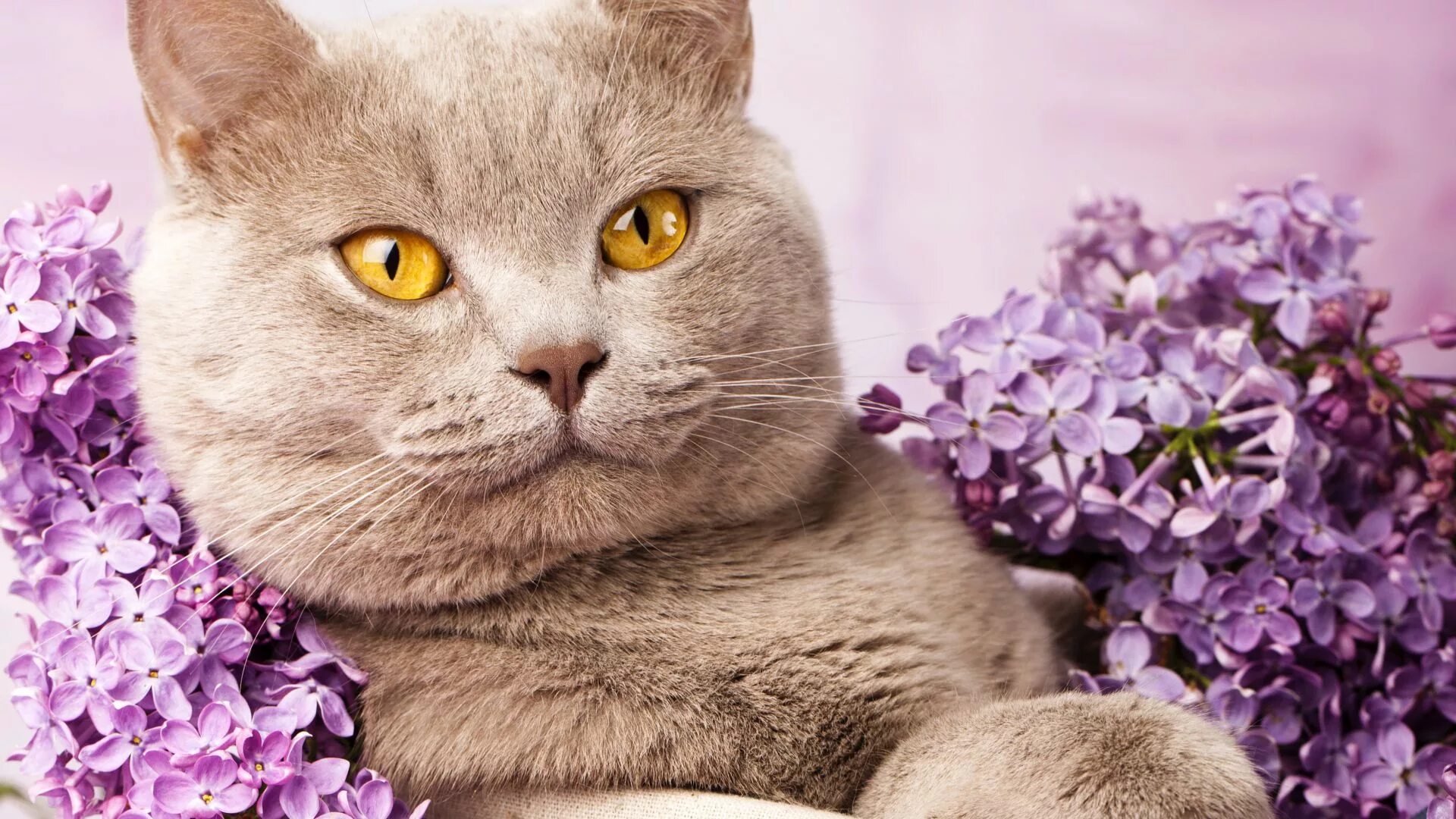 Кошки сиренью. Лиловая Британская кошка. Бритиш Лилак. Британская короткошёрстная кошка. Лиловый окрас кошек.