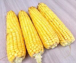 Семена кукурузы краснодарский 291. Краснодарская кукуруза. Гибриды кукурузы. Сорт кукурузы краснодарский 385 на силос. Посевной материал кукурузы.