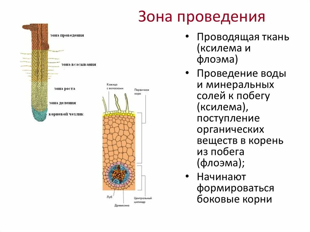 Строение корня ответ. Ткани корня растения флоэма Ксилема. Ткань корня флоэма Ксилема. Ксилема и флоэма это ткани. Ткань корня Ксилема.