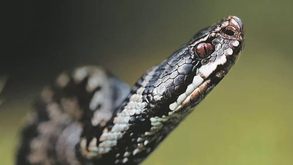 Ядовитый гад. Обыкновенная гадюка - vipera berus (linnaeus, 1758). Гадюка обыкновенная голубая. Змея гадюка ядовитая. Ядовитый гад.