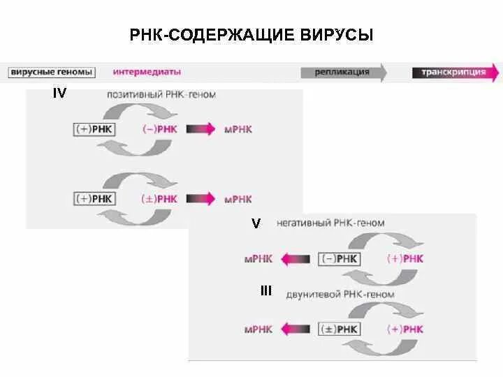 Вирусный транскрипция. Транскрипция РНК вирусов. Транскрипция вирусного генома. РНК геномные вирусы. РНК отрицательные вирусы.