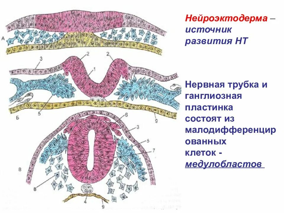 Нейруляция стадии образования нервной трубки. Нервная трубка состоит из. Нервная трубка. Нервная трубка эмбриогенез. Развитие нервной ткани.