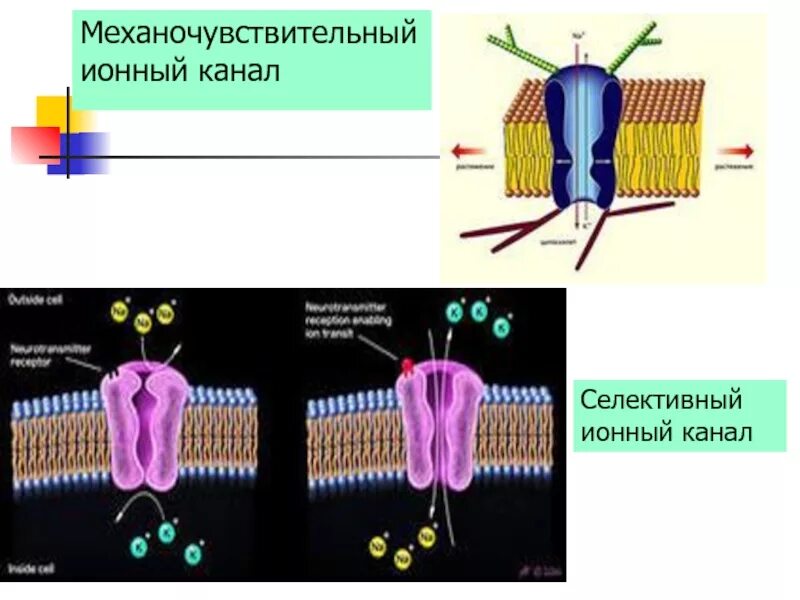 Структура ионного канала клеточной мембраны. Схема ионного канала. Ионные каналы типы ионных каналов. Селективные каналы физиология. Селективный фильтр это физиология.