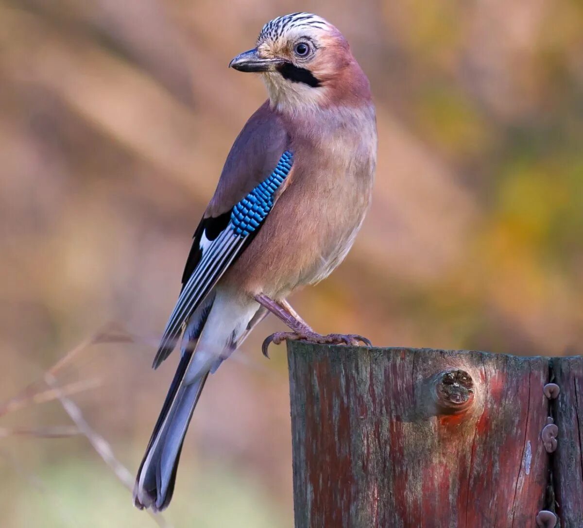 Птица с рябым оперением. Сойка пересмешница птица. Сойка garrulus glandarius. Юкатанская Сойка. Сойка хохлатая.