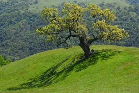 Old oak