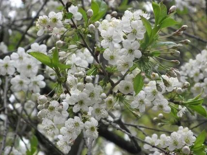 Исаковский вишня