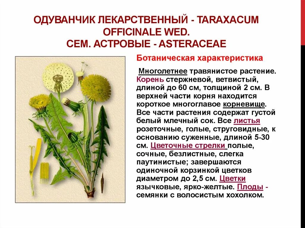 Описать лекарственную форму. Семейство Сложноцветные одуванчик лекарственный. Распространенность растения одуванчик. Надземные побеги одуванчика лекарственного. Одуванчик Сложноцветные одуванчик лекарственный.