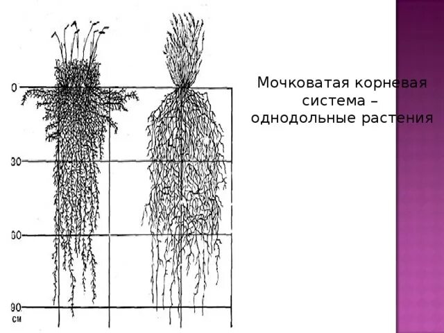 Мочковатая система у однодольных или двудольных. Мочковатая корневая система у однодольных. Мочковатая корневая система у двудольных. Мочковатая корневая система злаковых. Строение мочковатой корневой системы пшеницы.