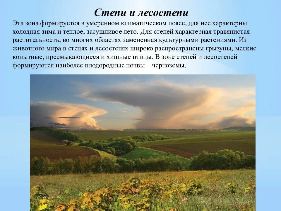 Климатический пояс лесостепи и степи в России. Лесостепи Евразии. Природные зоны степи и лесостепи. Климат в Евразии в зоне лесостепи и степи. Лесостепи климат растения животные