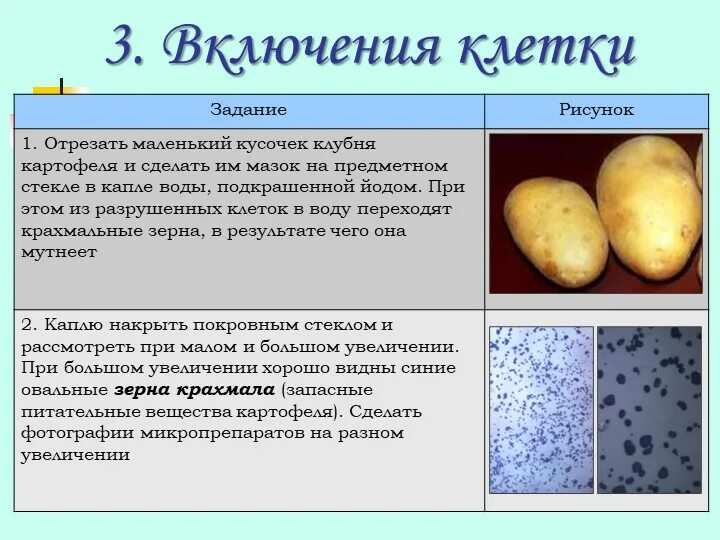 Клетки картофеля. Строение клетки картофеля. Зерна крахмала в клубнях картофеля. Клетки клубня картофеля под микроскопом. Крахмал можно обнаружить