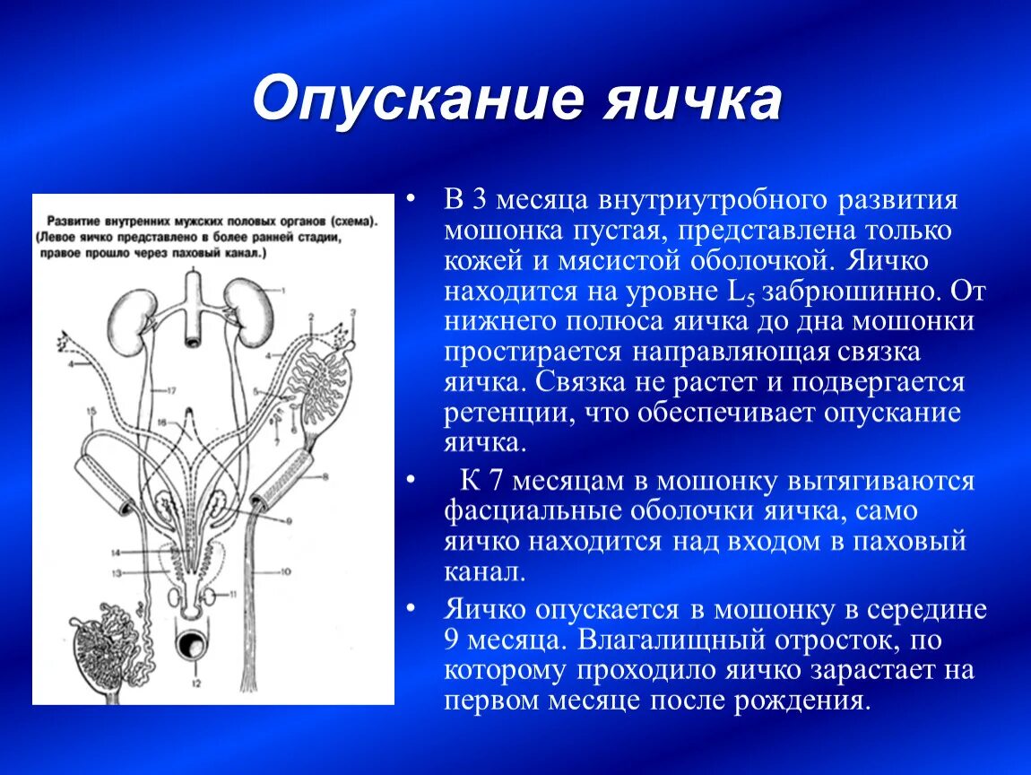 Мужчина без полового органа. Процесс опускания яичка в мошонку анатомия. Процесс опускания яичка в мошонку. Стадии опускания яичка. Фазы опускания яичка.