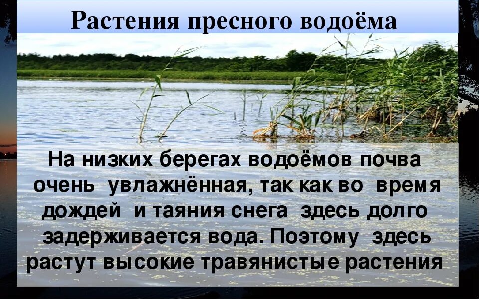 Жизнь в пресной воде. Жизнь в пресных водоемах 4 класс. Проект жизнь в пресных Водах. Сообщение о жизни в пресных Водах. В пресной воде морковь что произойдет