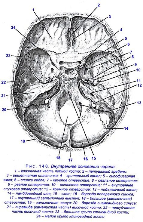 Внутренняя поверхность основания черепа анатомия. Черепные ямки анатомия внутреннее основание черепа. Основание черепа Черепные ямки. Внутренняя поверхность основания черепа отверстия. Внутренняя поверхность отверстия