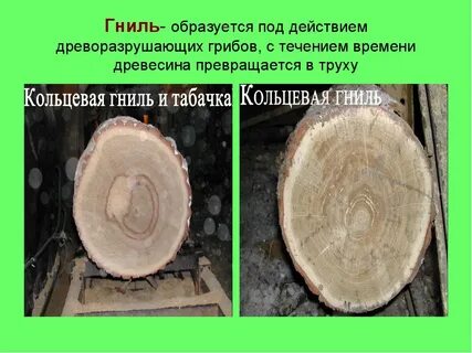 Ядровая древесина состоит