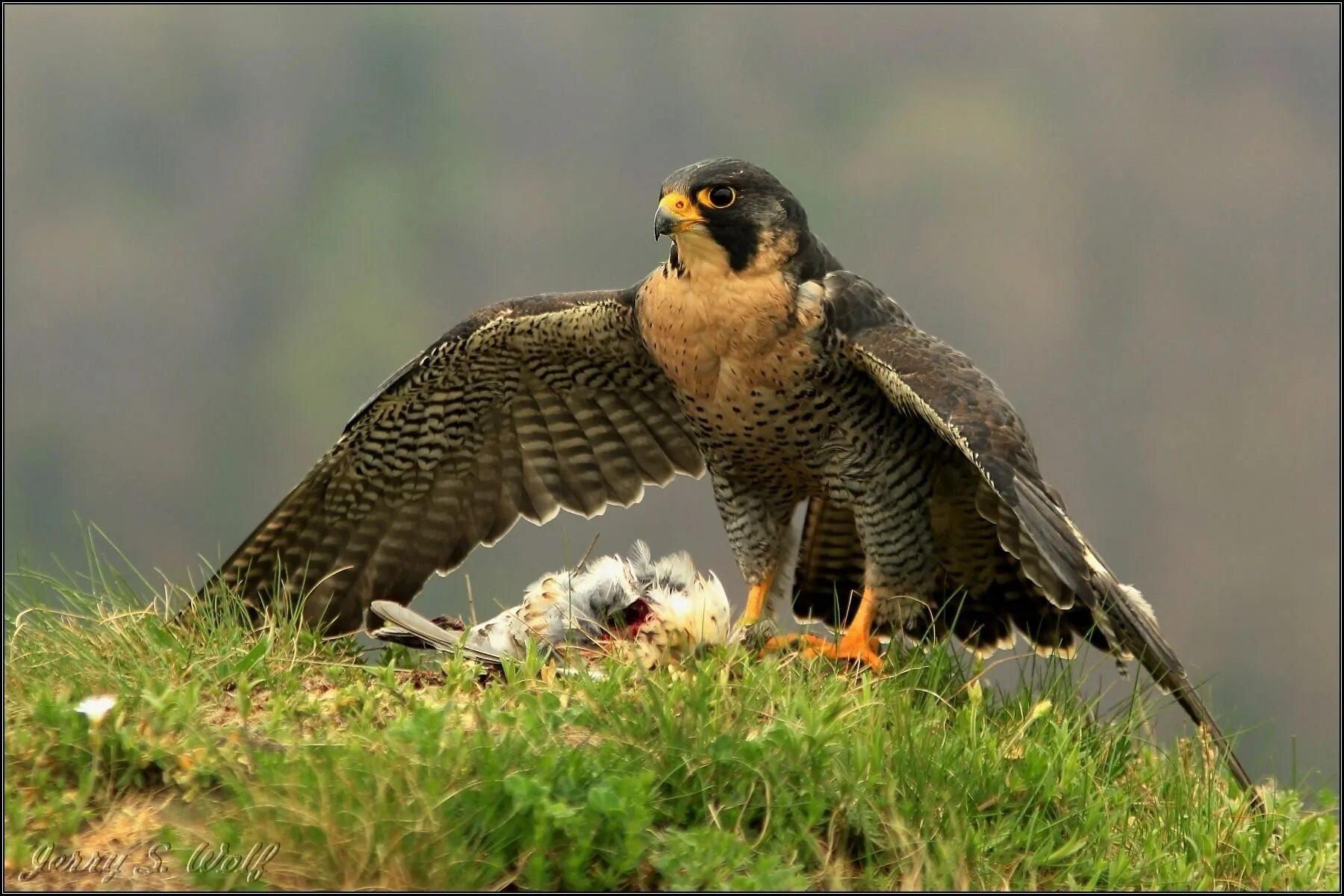 Сапсан Falco peregrinus. Сокол-Сапсан (Falco peregrinus). Сапсан птица ястреб. Орел Сапсан