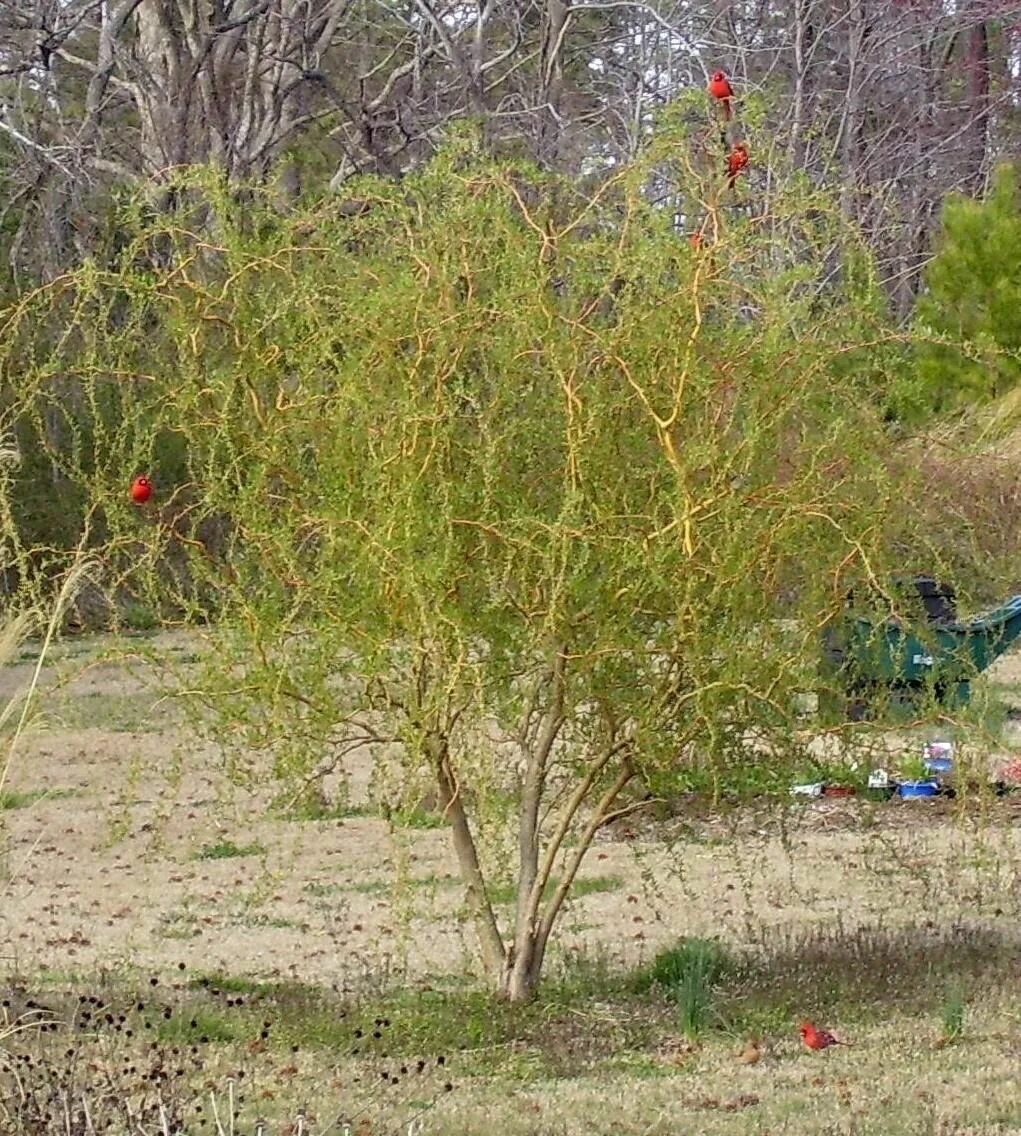 Ива кудрявая фото. Ива Извилистая Матсуда. Ива Матсудана (Salix matsudana). Ива кудрявая Матсудана. Ива Извилистая Матсудана (Salix matsudana).