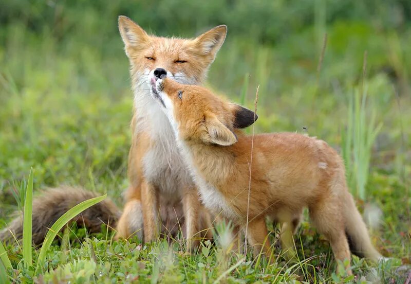 в каком году родилась лиса