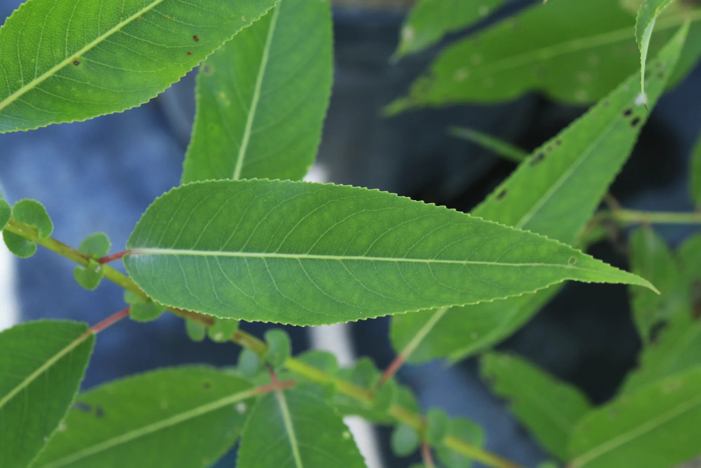 Salix Leaf. Salix amygdaloides. Листья Salix. Salix sajanensis. Форма листа ивы
