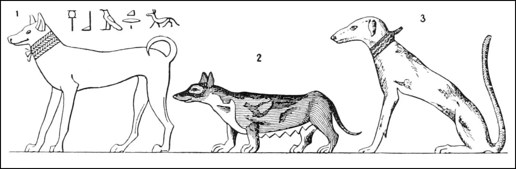 История возникновения собак. Изображение собак в древнем Египте. Таксы в древнем Египте. Собака древнего Египта порода. Собаки в древней Греции породы.