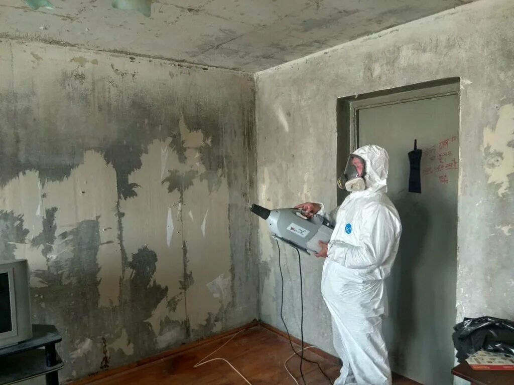 насекомые в квартире. квартиры от тараканов в спб. дезинфектор от тараканов. тараканы в квартире. обработка от тараканов.