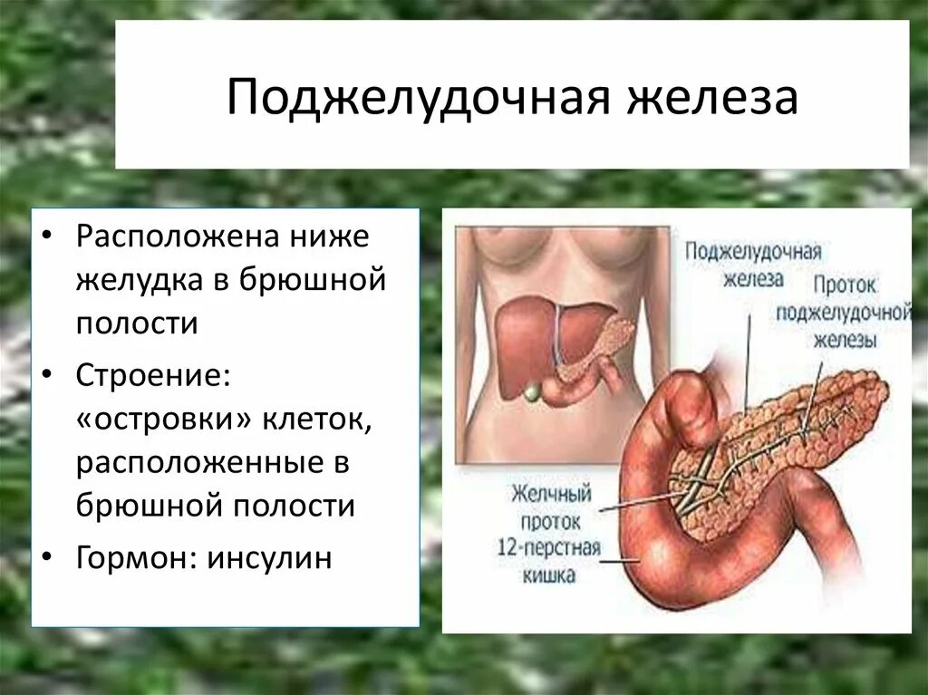 Печень относится к железам. Поджелудочная железа расположение. Поджелудочная железа железа расположение. Поджелудочная железа распо. Поджелудочная железа расположена в брюшной полости.