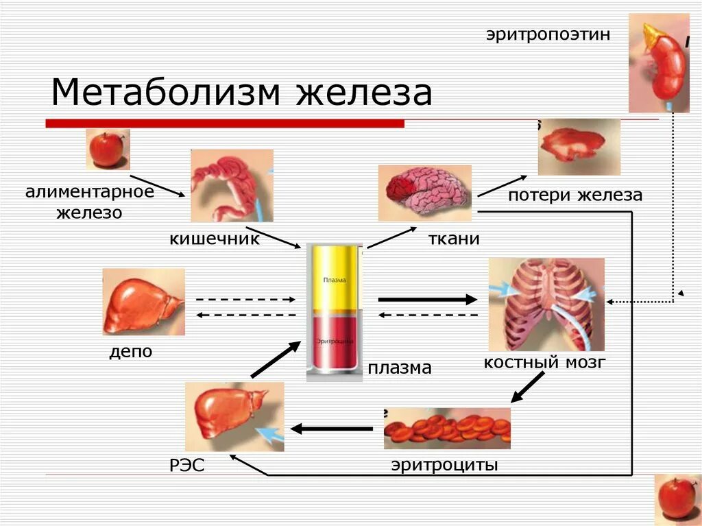 Железодефицитная анемия проявления. Железа в гемоглобине в организме. Метаболизм железа в организме. И прочего железа