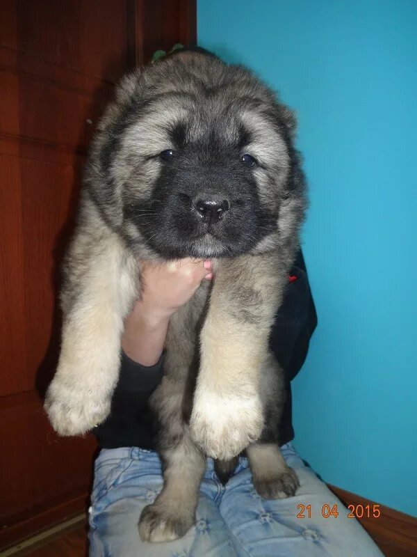 московская кавказская овчарка. щенята кавказской овчарки и на нее похожих собак. щенки кавказец московский. щенки кавказской овчарки московская область. в.