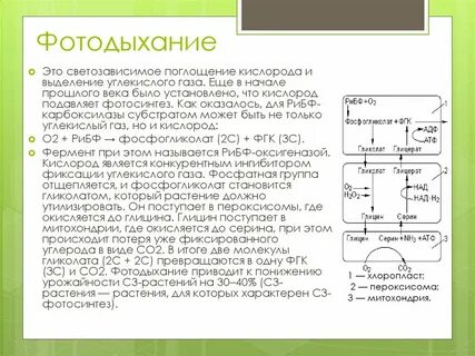 Последовательность процессов фотосинтеза выделение кислорода