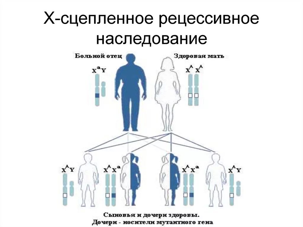 Заболевание y сцепленное рецессивное. Х сцепленный рецессивный Тип наследования генотип. Х-сцепленный рецессивный Тип наследования болезни. Сцепленный с х хромосомой рецессивный Тип наследования заболевания. Х рецессивный Тип наследования заболевания.