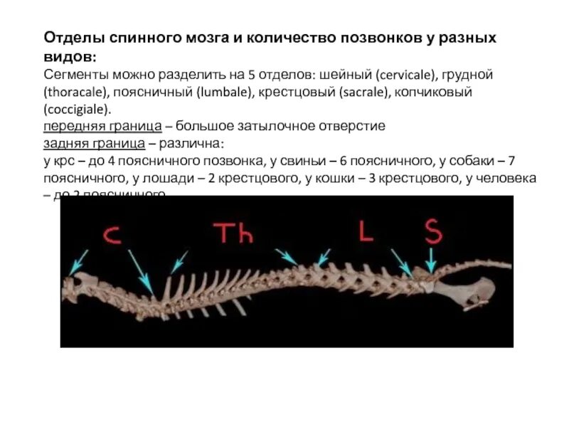 Количество позвоночных. Отделы спинного мозга и количество позвонков. крестцовый отдел спинного мозга. копчиковый отдел спинного мозга. шейные позвонки у хордовых.