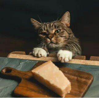 Тапа котик