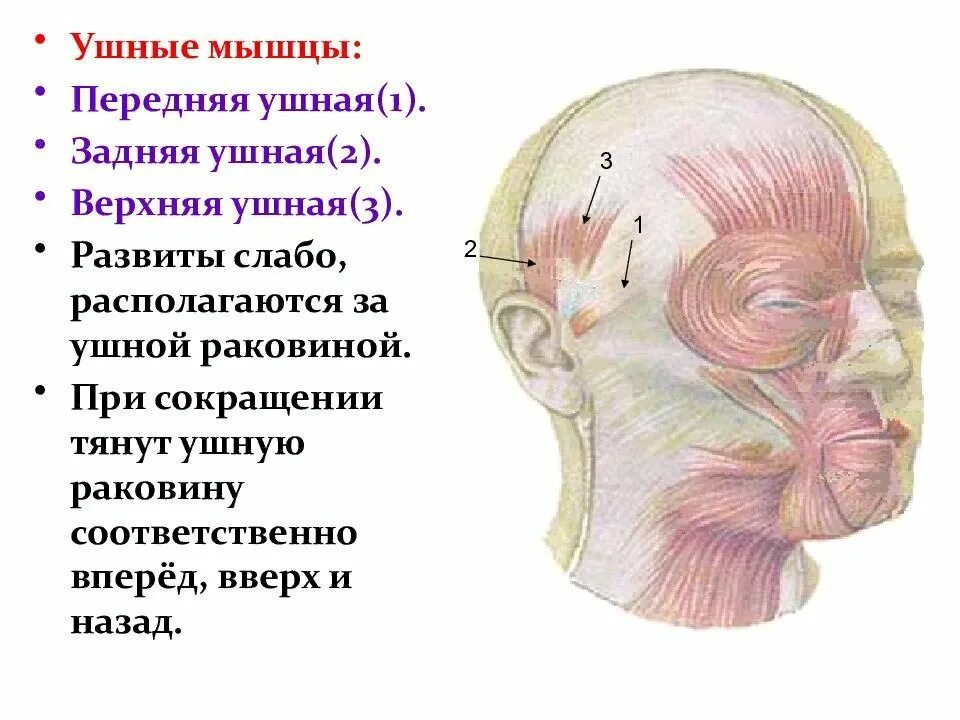 Массаж апоневроза головы. Мышцы наружного уха анатомия. Мышцы окружающие слуховое отверстие. Передняя ушная мышца анатомия. Мышцы головы передняя ушная мышца.