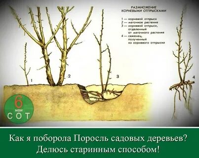 Растянул полагал прикоснулся поросль в каком