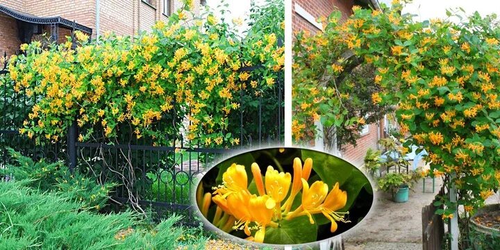 Какие цветы я высаживаю около забора, которые смотрятся очень красиво и заманчив