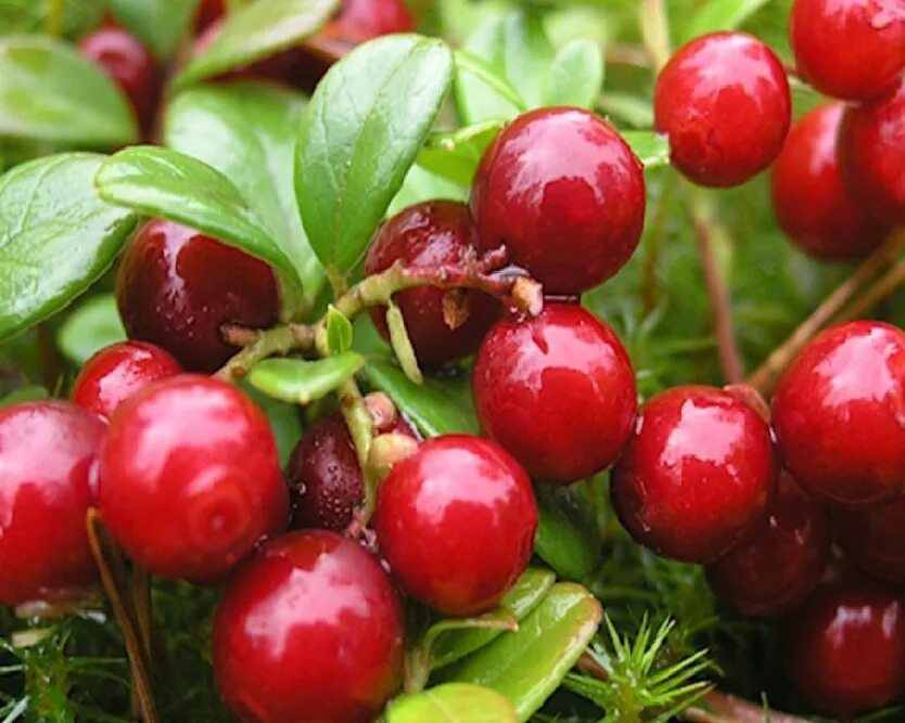 Брусника (vaccinium vitis-idaea). Ягоды прибайкалья. Клюква голубика морошка. Брусника черника голубика. Дикая брусника байкал.