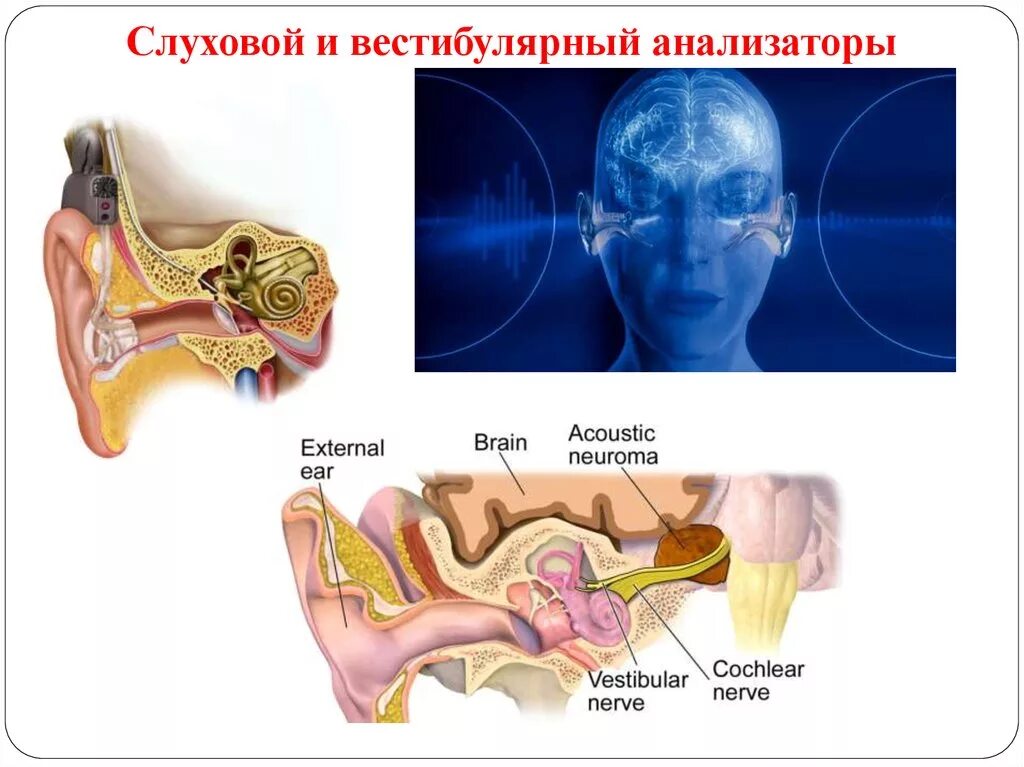 Анализатор слуха и равновесия. Строение и функции слухового и вестибулярного анализаторов.. Вестибулярный аппарат слухового анализатора строение. Слуховой анализатор анализатор. Слуховой анализатор и вестибулярный анализатор.