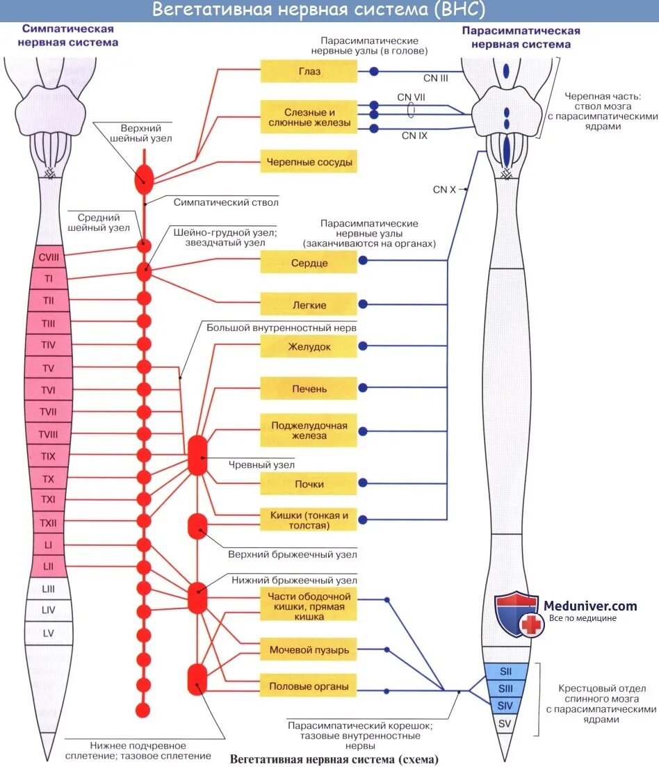 Нервные центры симпатического отдела. Вегетативная нервная система схема спинного мозга. Схема симпатической и парасимпатической нервной системы. Центры парасимпатического отдела вегетативной нервной системы. Схема иннервации вегетативной нервной системы симпатического отдела.