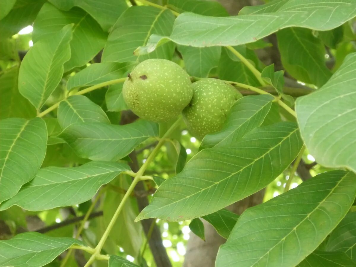 Лист ореха купить