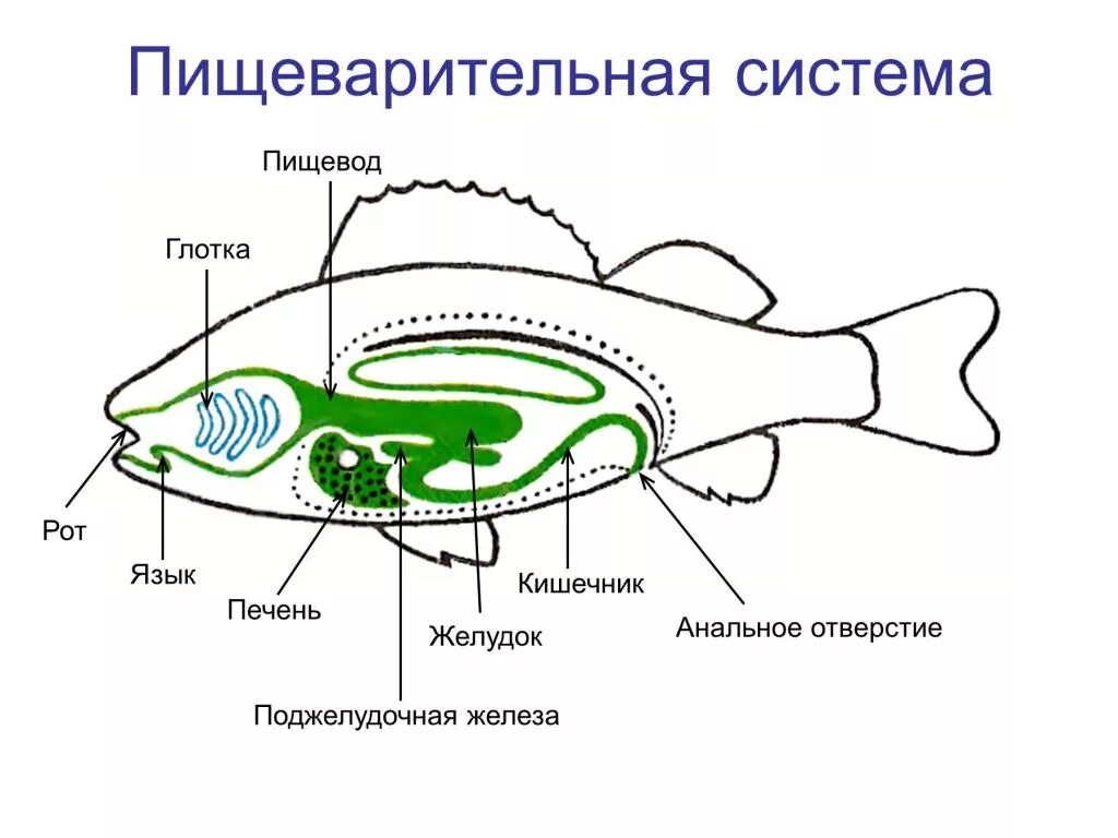 Плавательный пузырь щуки. Строение пищеварительной системы рыб. Органы пищеварительной системы рыб схема. Схема строения органов пищеварения рыб. Схема пищеварительной системы рыб 7 класс.