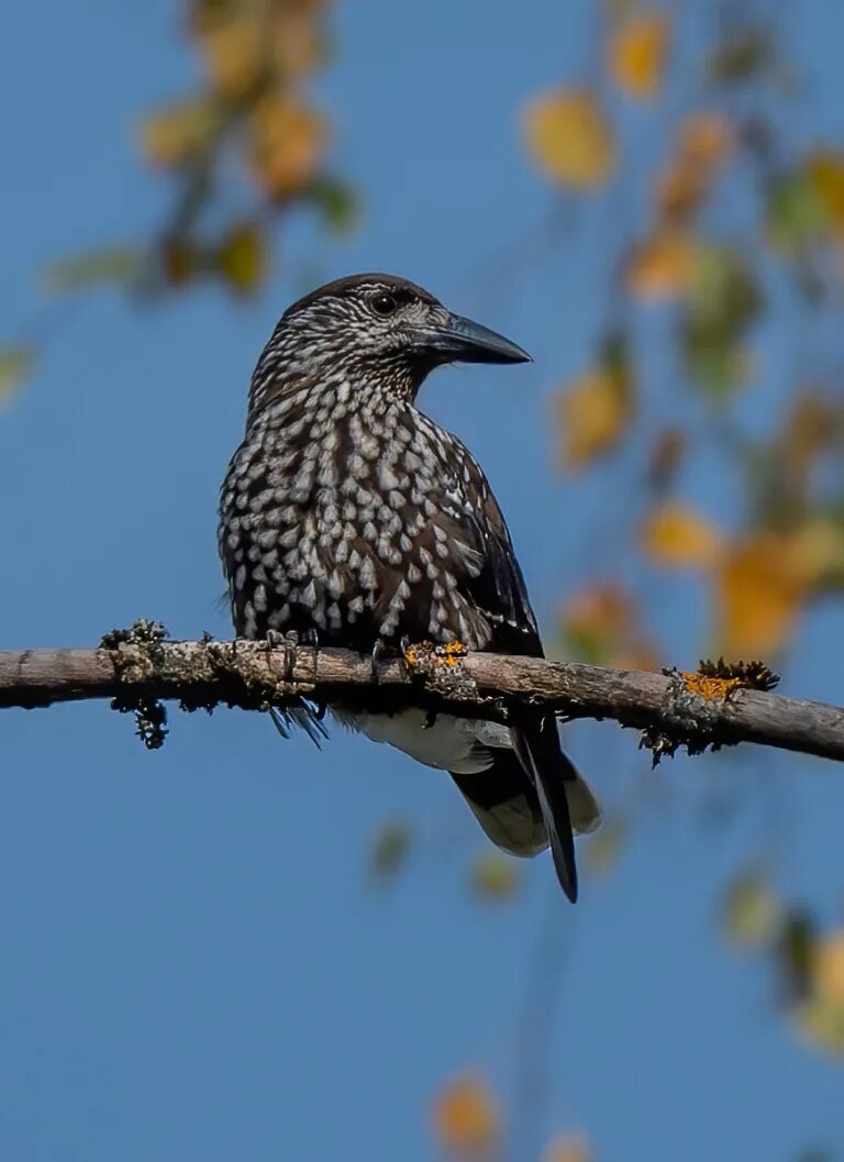 Сибирская кедровка. Европейская кедровка. кедровка птица. кедровка запасливая птица. кочующие птицы кедровка.