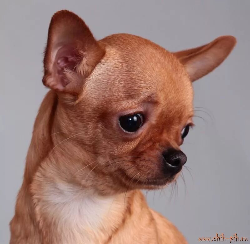 чихуахуа минусы. карликовый чихуахуа. чихуахуа минусы. порода собак чихуахуа плюсы и минусы.